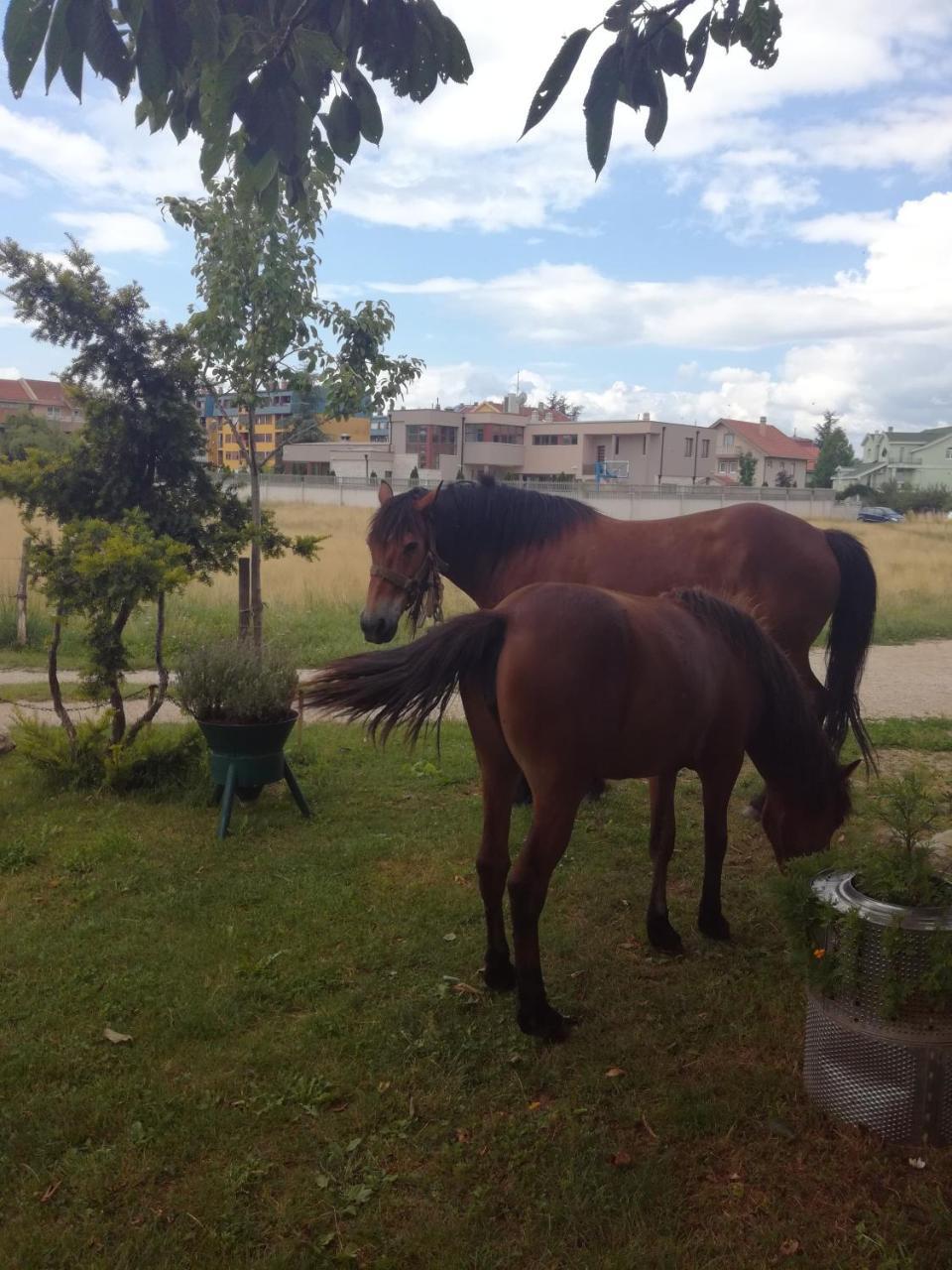Frile Apartments Nikšić Esterno foto